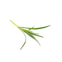 Fototapeta premium One sprig of fresh tarragon on white background
