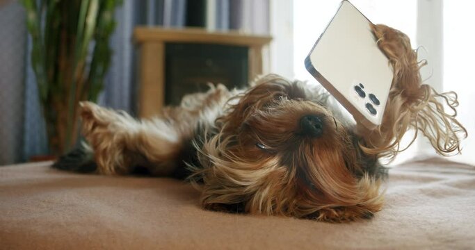 Yorkshire terrier dog with smartphone in paw, lying upside down, watching intersting content on smartphone. Funny dog smartphone concept