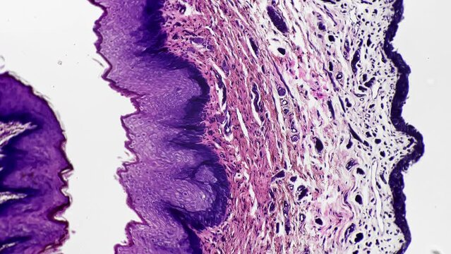 Human penis in cross section filmed under microscope 100x on bright field background. Organ of male reproductive system is educated in scientific laboratory to exam its structure on anatomy lesson