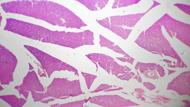 Lamellar corpuscle filmed with high magnification 40x on bright field background. Isolated macro footage of human body tissue. Specialized nerve ending found in skin. Cells and receptors investigation