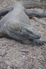 インドネシア,コモドドラゴン,コモドオオトカゲ
