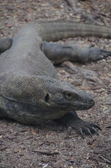 インドネシア,コモドドラゴン,コモドオオトカゲ