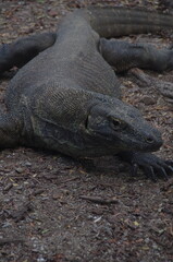 インドネシア,コモドドラゴン,コモドオオトカゲ