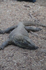 インドネシア,コモドドラゴン,コモドオオトカゲ