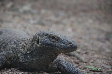 インドネシア,コモドドラゴン,コモドオオトカゲ