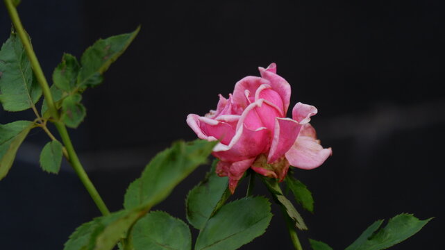 defocused image of beautiful pink rose blossom , close up blurred image of beautiful pink roses blooming isolated on a black background, out of focus 