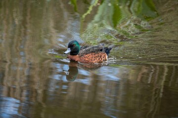 Chestnut Teal Deal Duck Photo Taken At Local Wetlands