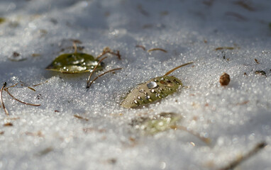 leaf on the snow
