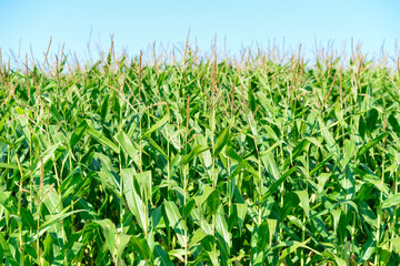 Tall green stalks of organic corn growing in a corn maze field. The tall healthy vegetable has long...