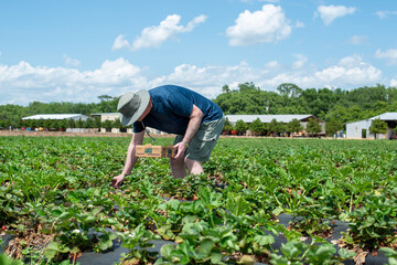 A male adult wearing shorts, a t-shirt and hat stands among strawberry bushes picking large red juicy organic strawberries. The  farm's field has row and rows or drills of organic plants.  