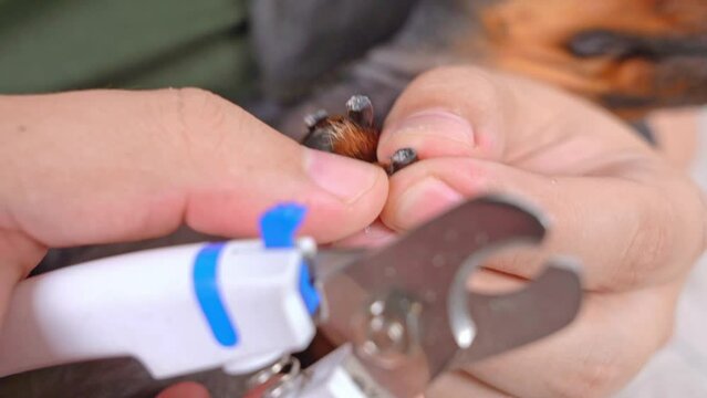 Owner trims dog claws with clipper, confidently holds pet paws, twirls fingertips, twists ingrown nail, examines for damaged blood vessels. Dachshund in grooming salon is manicured, long claws are cut