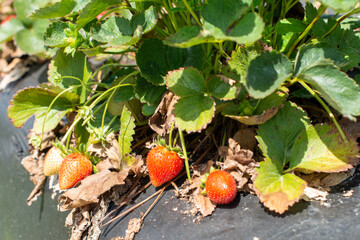 A closeup of a large wild red juicy organic strawberry that's attached to a plant. There are...