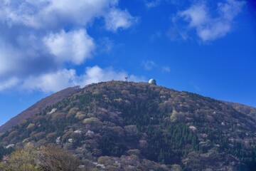 Fototapeta na wymiar 青空バックに見上げる満開の山桜と新緑のコラボ情景