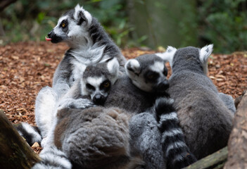 ring lemur family