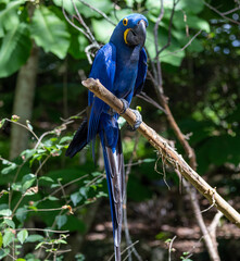 blue and yellow macaw