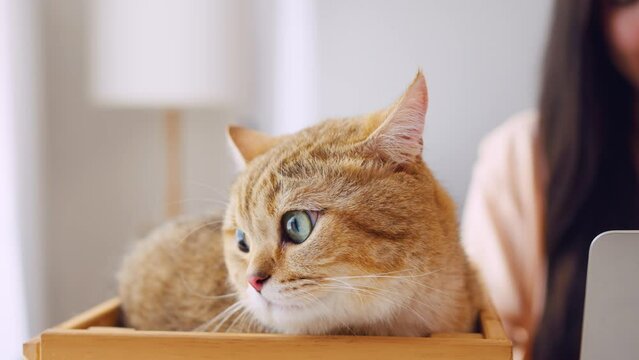 Close up of comfortable brown furry Persian cat lying down on the box.