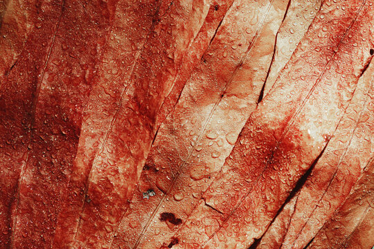 Natural autumn texture from narrow red leaves with water drops. Beautiful autumnal botanical pattern, close up wet fall leaf top view, aesthetic nature still life, macro photography