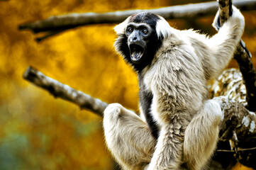A Gibbon monkey in the zoo