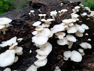 mushrooms in the forest