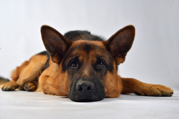 Pastor alemán perro mascota