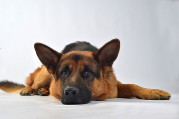 Pastor alemán perro mascota