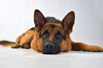 Obraz premium Pastor alemán perro mascota
