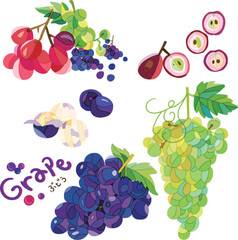 Vector illustration of stylish grapes.