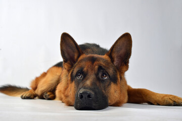 Pastor alemán perro mascota