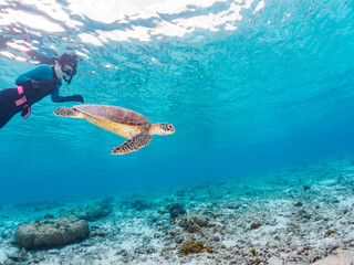 Fototapeta premium 可愛いアオウミガメと泳ぐダイバー 沖縄県島尻郡慶良間諸島座間味島阿真ビーチ 