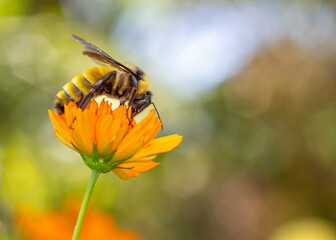 Honey Bee on a Flower