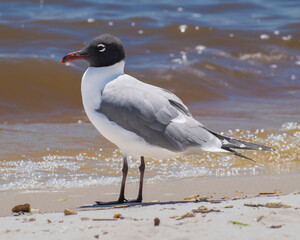 Laughing Gull on the Beach