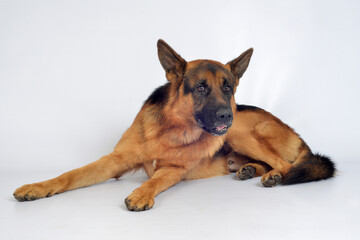 Pastor alemán perro mascota