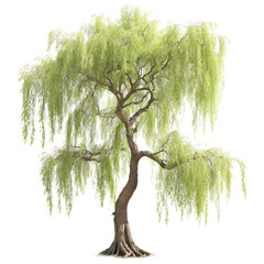 a weeping willow tree isolated on a transparent background - obrazy, fototapety, plakaty