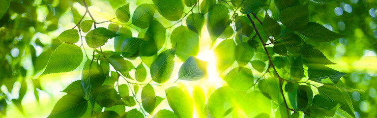 sunshine leaves banner