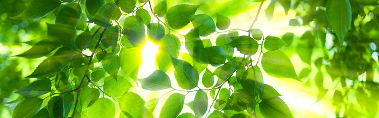 sunshine leaves banner