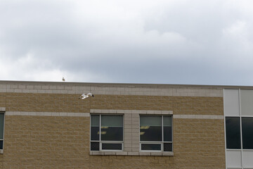 Seagull flying in front of beige brick building - cloudy gray sky - white bird with black wingtips - window with white panels. Taken in Toronto, Canada.