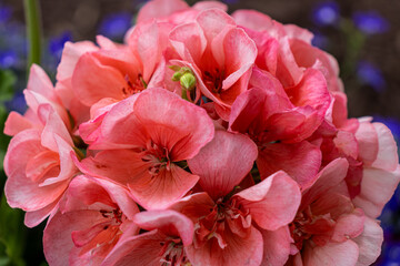 Close-up of salmon pink geraniums with ruffled petals and green buds - blue flowers in blurred background. Taken in Toronto, Canada.