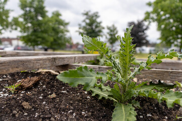 Young plant in raised garden bed - green leaves, jagged edges - thin stem - dark soil. Taken in Toronto, Canada.