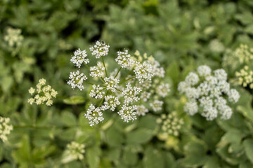 Fototapeta premium Small white flowers in flat-topped cluster - green leaves in blurred background - shallow depth of field - five-petaled flowers. Taken in Toronto, Canada.