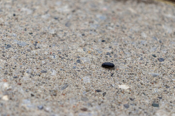 A roly-poly on pebbles - close-up of a black pill bug crawling on a rough concrete surface with small stones - blurred background. Taken in Toronto, Canada.
