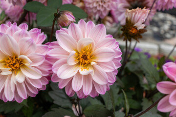 Pink and white dahlias with yellow center - close-up shot of blooming flowers in garden - blurred background of greenery and other plants. Taken in Toronto, Canada. © Jacob Tian