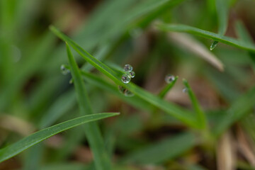 selective focus on tiny raindrops on green grass
