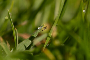 selective focus on tiny winged insect on green grass with rain droplets on it