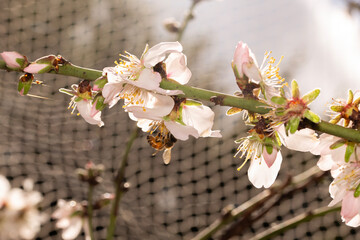 Close-up of a bee pollinating flowering tree in blossom springtime, with a white net in the background covering the tree