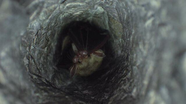 Close up strange animal Greater mouse-eared bat Myotis myotis hanging upside down in the hole of the cave and falling asleep to hibernate. Wildlife photography.