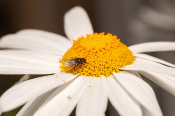 fly on a white daisy flower
