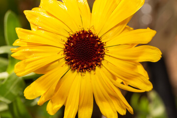 bright yellow flower in the garden