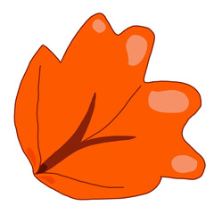 Illustration of leaf