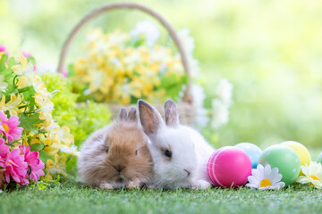 Lovely bunny easter fluffy baby rabbit with a basket full of colorful flowers and easter eggs on...