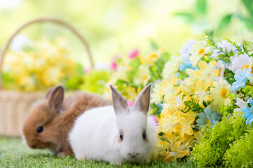 Lovely bunny easter fluffy baby rabbit with a basket full of colorful flowers and easter eggs on green garden nature background on warming spring day. Symbol of easter day festival. Rabbit in summer.